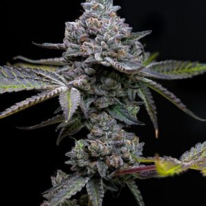 Apple Fritter Feminized Seeds