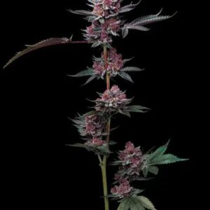 Cherry Poppers feminized seeds