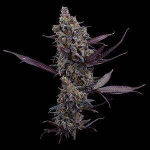 Cinderella Pineapple Feminized Seeds