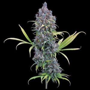 Durban Thai x C99 Feminized Seeds