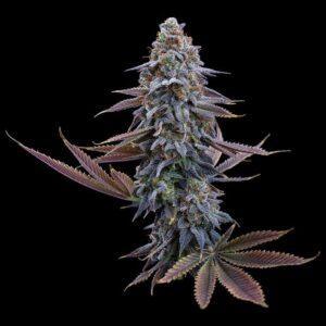 G13 Genius Feminized Seeds