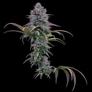 Grimm Glue Feminized Seeds