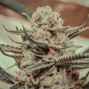 Killer Queen Feminized Seeds