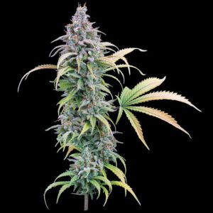 Thai Herer 99 Feminized Seeds