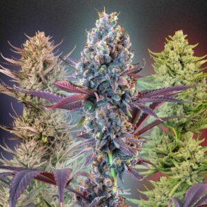MegaMix Indica Feminized Seeds