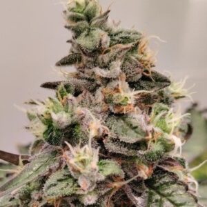 Kashmir Regular Seeds