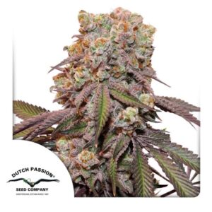 Candy Bubatz XL Auto Feminized Seeds