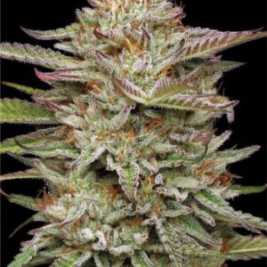 Banana OG Auto Feminized Seeds