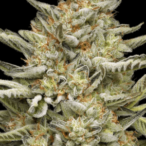 OG Triploid Auto Feminized Seeds