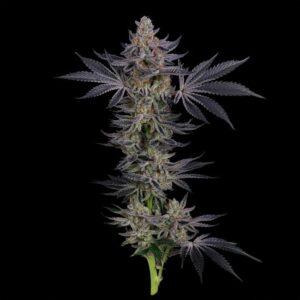 Gorilla Runtz Feminized Seeds