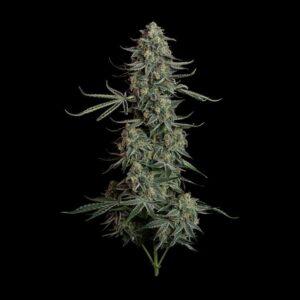 Blue Dream Auto Feminized Seeds