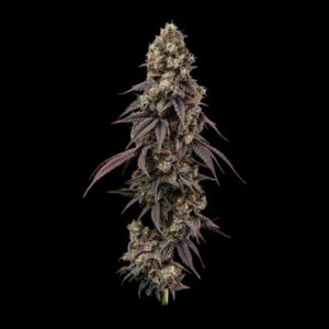 Ice Dream Cake Fast Feminized Seeds