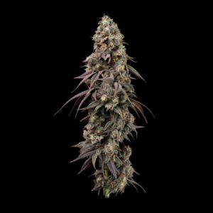 Jealousy Fast Feminized Seeds