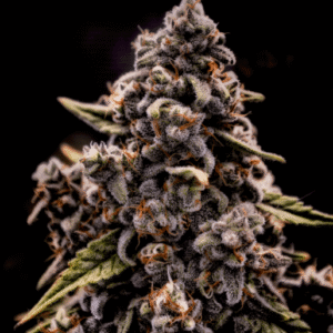 Genius Juice Feminized Seeds