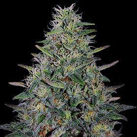 Cherry Pavlova Feminized Seeds