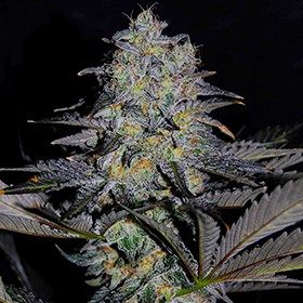 Magnetic Marker Feminized Seeds