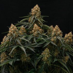 Gaia F1 Auto Feminized Seeds
