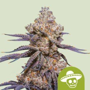 Mexican Rush Auto Feminized Seeds