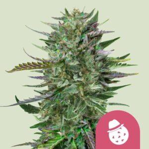 Do-Si-Dos Feminized Seeds