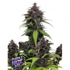 Purple Haze Auto Feminized Seeds