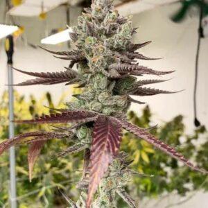 Bluenana Feminized Seeds