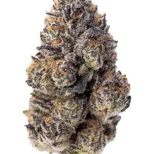 Papaya Sherbert Feminized Seeds