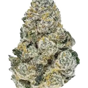 Lemonpaya Feminized Seeds