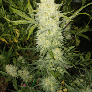Bananacane Feminized Seeds