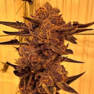 Black Cherry Flambe Feminized Seeds