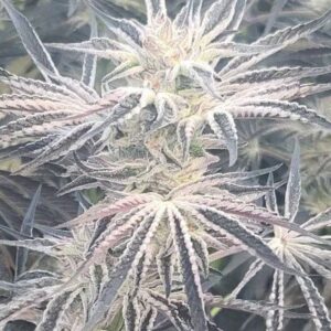 Deluxe Sugarcane Feminized Seeds