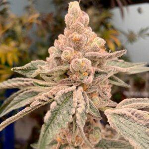 Dream Candy Feminized Seeds