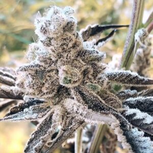 Masterpiece Feminized Seeds