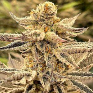 Platinum Dosi Feminized Seeds