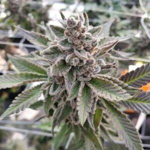 Platinum Garlic Feminized Seeds