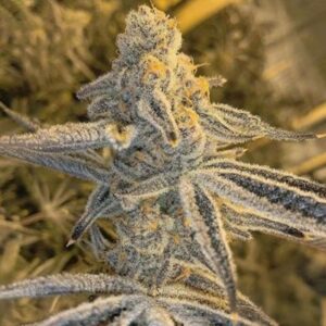Platinum Jelly Feminized Seeds