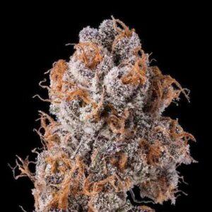 Platinum Valley Feminized Seeds