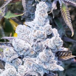 Slurricane #7 S1 Feminized Seeds