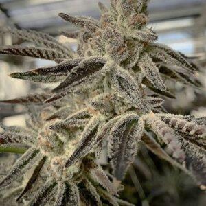 Slurricane IX Feminized Seeds