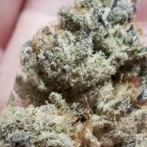 Tacky Glue Feminized Seeds