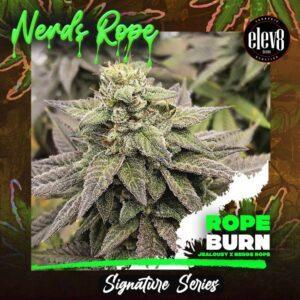 Rope Burn feminized Seeds