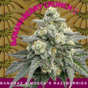 BananaBerry Crunch Feminized Seeds