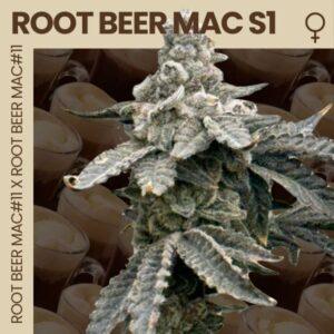 Root Beer Mac S1 Feminized Seeds