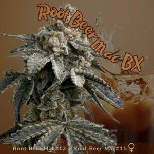 Root Beer Mac BX Feminized Seeds