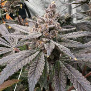 Gasserole Feminized Seeds