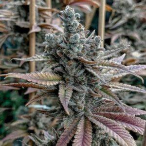 Lemon Elixir Feminized Seeds