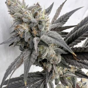 Mega Mind Feminized Seeds