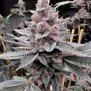 Miami Madness Feminized Seeds