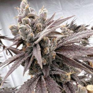 Shot Caller Feminized Seeds