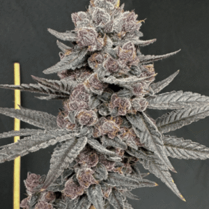 Sinferno Feminized Seeds