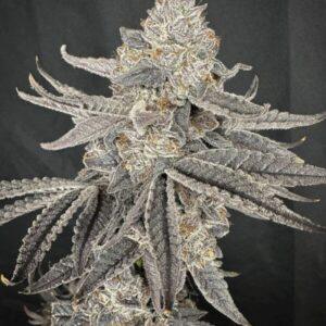 Yacht Party Feminized Seeds